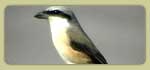 India birding Tours